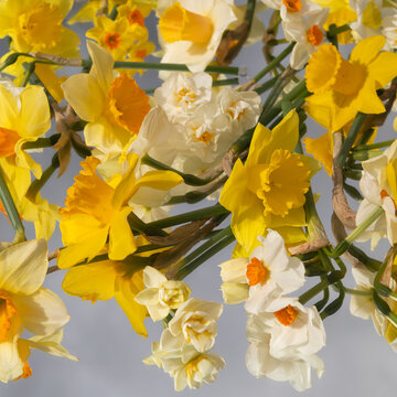 arrangement of yellow and white daffodils on mirror reflecting the blue sky