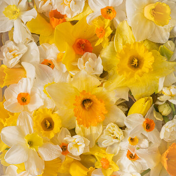 close up of bouquet of yellow and white daffodil flowers in early spring
