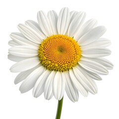 Naklejka premium Dyer’s Chamomile (Cota tinctoria), Bright Golden Yellow Blossoms Radiating Warmth and Cheer with Delicate Petals Showcasing Summer Sunshine on Crisp White Background