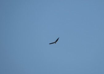 A white-bellied sea eagle in the wild in the swamps near Hua Hin, Thailand.