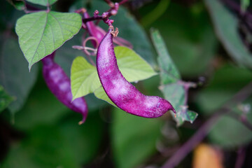 Purple Hyacinth Bean on vine