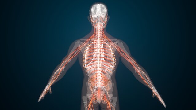Human red nerves anatomy. 3d illustrations