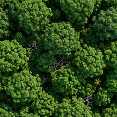 Overhead view depicts dense, vibrant green foliage canopy covering the terrain below