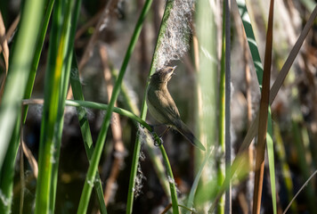 A marsh warbler in the wild in the marshes near Hua Hin, Thailand.