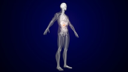 Obraz premium Human red colour pancreas anatomy. 3d render