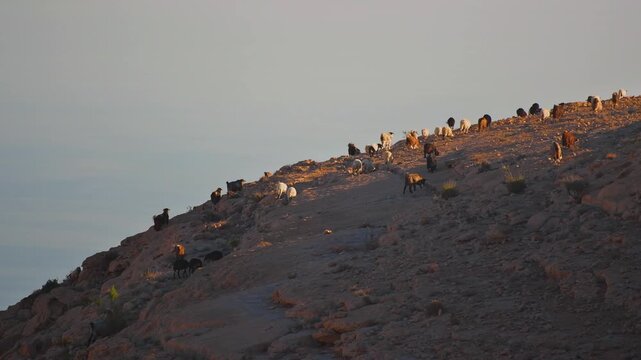 A herd of domestic goats and sheep graze on the arid, sun-drenched slopes of a mountain in the Wadi Bani Khalid region of Oman.