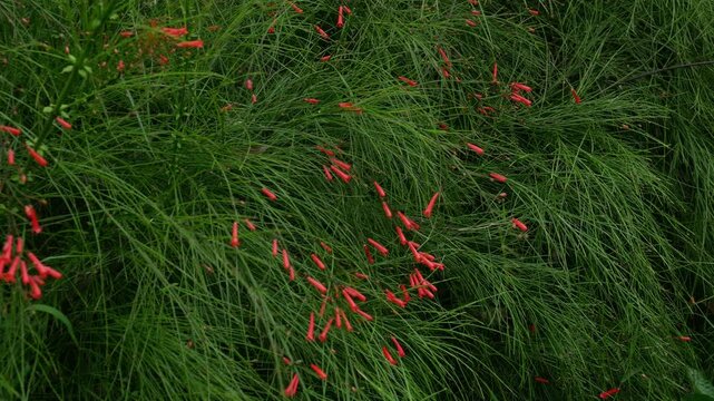 Red Russelia Equisetiformis Firecracker Plant Tubular Flowers Blooming on Green Background Bokeh