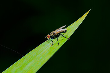 Naklejka premium Fly, shot in the wild, close-up picture