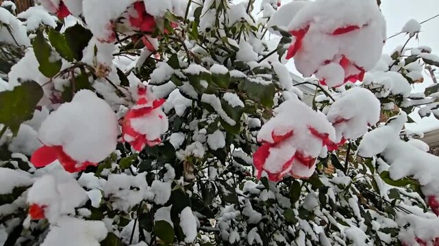 flowers filled with snow