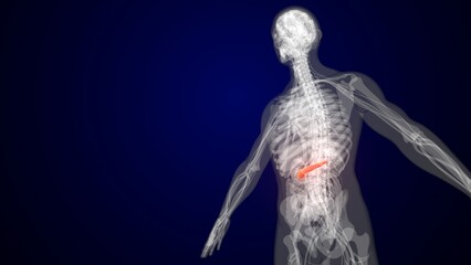 Human red colour pancreas anatomy. 3d render