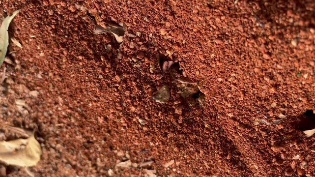 Ant house on ground grass. Ant hill or Ant colony nest made by digging mud from ground