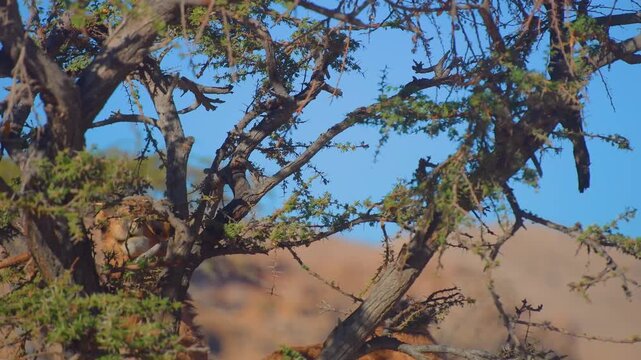 Footage of a dromedary camel reaching up to eat the leaves of a green, thorny tree in a arid, rocky environment near Wadi Bani Khalid, Oman. The bright sun highlights the dry landscape and the animal'