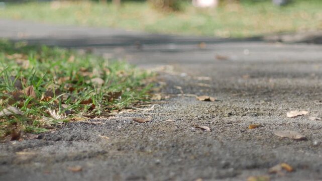 Close up ground view of asphalt walkway with scattered dry leaves and patches of green grass, nature in urban park.