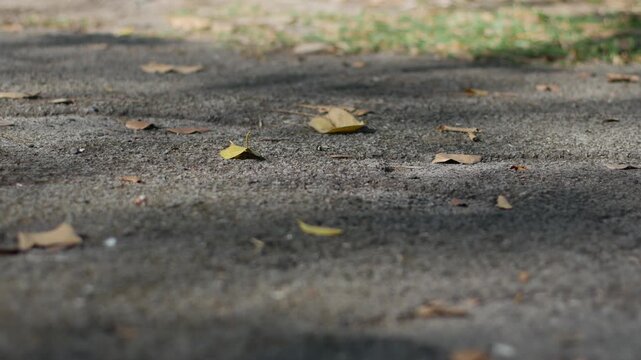 Close up ground view of asphalt walkway with scattered dry leaves and patches of green grass, nature in urban park.