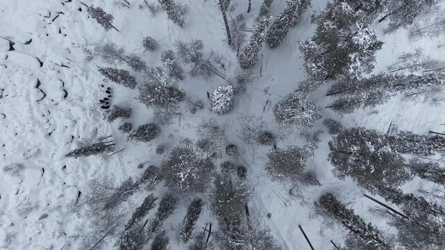 Korouoma canyon national park forested landscape, Lapland, Aerial