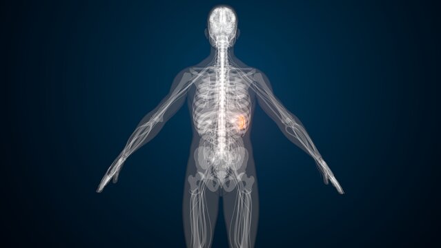 Male spleen with red colour anatomy. 3d render