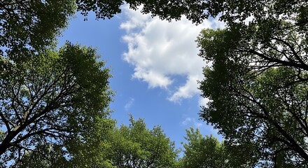Lush green tree canopy frames a bright blue sky with scattered white clouds
