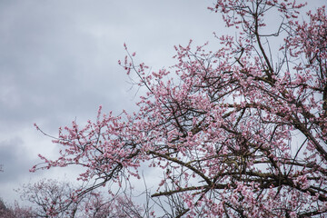 Blooming peach blossom in spring tibet,China © lzf