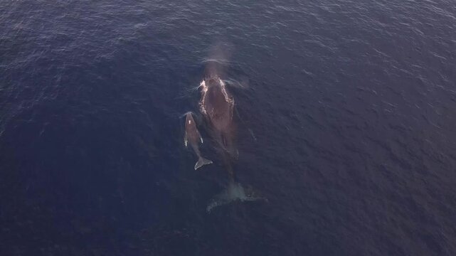 A newborn humpback whale calf rests on its mother's pectoral fin while gently gliding in the deep blue sea.
