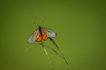 A Common Glassy Acraea (Acraea quirina) resting on a stalk of grass