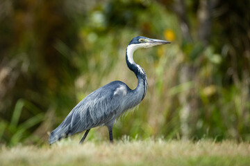 A Black-headed Heron (Ardea melanocephala) searching for food in the Cape fynbos