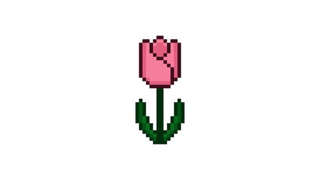 8-bit pixel art pink tulip. looped animation 4k 30fps