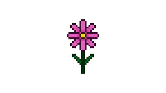 8-bit pixel art pink cosmos. looped animation 4k 30fps