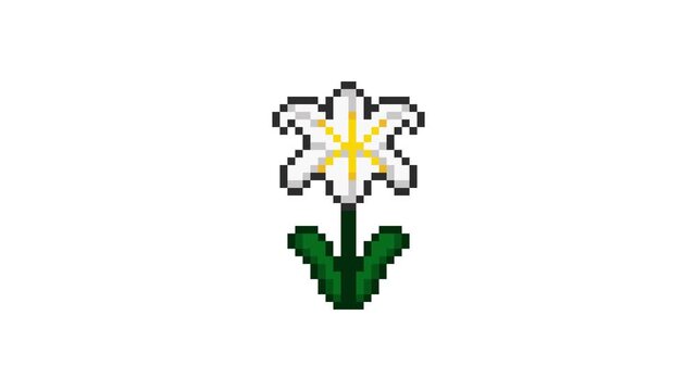 8-bit pixel art lily. looped animation 4k 30fps