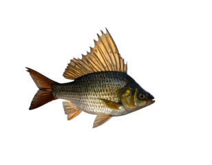 Golden-finned freshwater fish isolated against black background, detailed