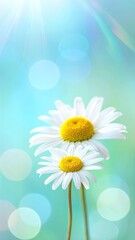 Two daisies in soft focus, vibrant colors