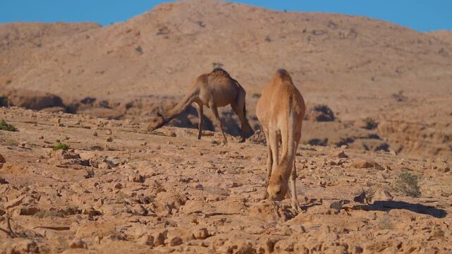 Footage captures two wild dromedary camels (Camelus dromedarius) foraging for sparse vegetation in the rocky, sun-baked terrain of Wadi Bani Khalid, a stunning desert region in Oman