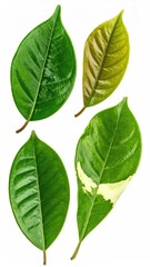 Four diverse leaves, various shades of green and yellow, isolated on white