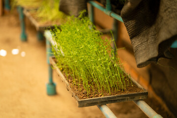 Fresh green sprouts growing in tray, showcasing healthy plant growth in nurturing environment. vibrant greenery symbolizes vitality and potential for future harvests