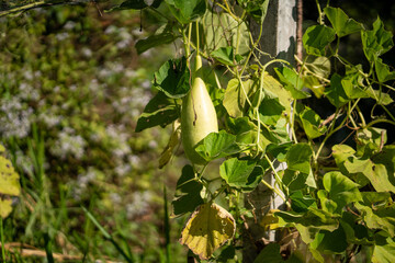 green gourd hanging from vine surrounded by lush foliage, showcasing nature beauty and growth. sunlight filters through leaves, creating serene atmosphere