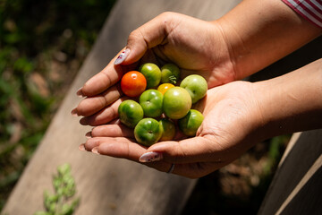 Fresh green and red tomatoes held in hands, showcasing bountiful harvest. vibrant colors and natural setting evoke sense of joy and connection to nature