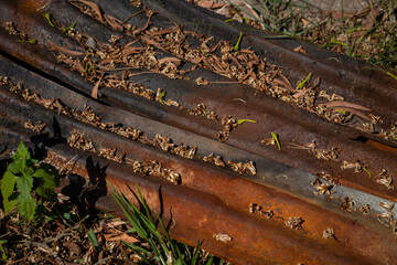Rusty metal sheets covered with leaves and small plants, showcasing nature reclamation. contrast of rust and greenery creates unique visual texture