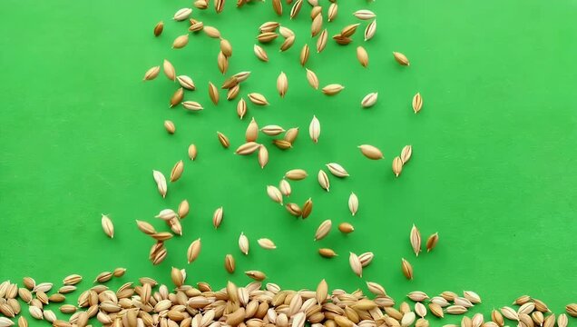 Overhead 4K video of oat grains falling from above gradually filling the frame designed green screen use as natural grain texture background with smooth 