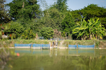 tranquil pond surrounded by lush greenery, featuring blue nets and tropical plants, creating serene natural environment