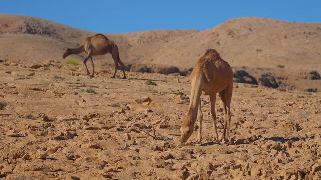 Footage of two wild dromedary camels in their natural habitat, a dry, rocky desert landscape with mountains in the background, near Wadi Bani Khalid, Oman.