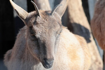 Fototapeta premium マーコール