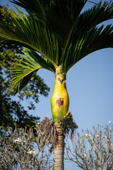 tall palm tree with thick trunk and vibrant green fronds, showcasing its unique shape and texture against clear blue sky. scene evokes sense of tropical beauty and tranquility