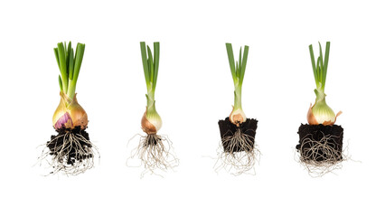 Four onions, each showing roots and leafy green sprouts, against a black background