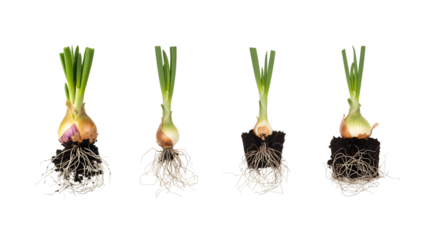 Four onions, each showing roots and leafy green sprouts, against a black background