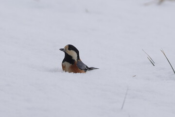 雪の中のヤマガラ