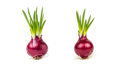 Two freshly harvested red onions with vibrant green stalks and delicate root systems on a black background
