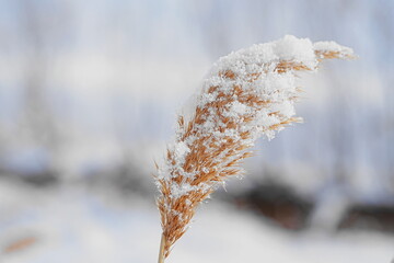 雪が積もった朝のススキ