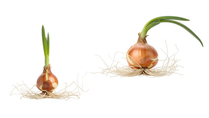 Two freshly sprouted onions with roots and green sprouts set against a stark black background