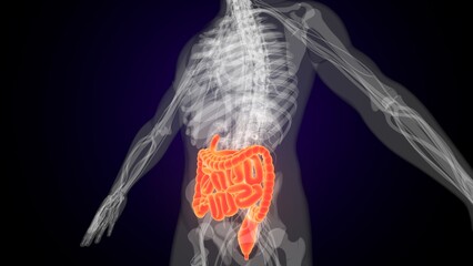 Human red colour small intestine anatomy. 3d illustrations