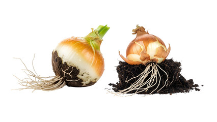 Two organic onions with roots and soil, contrasting the plant's outer skin with the soil they were grown in