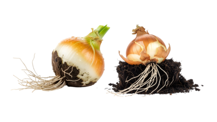 Two organic onions with roots and soil, contrasting the plant's outer skin with the soil they were grown in